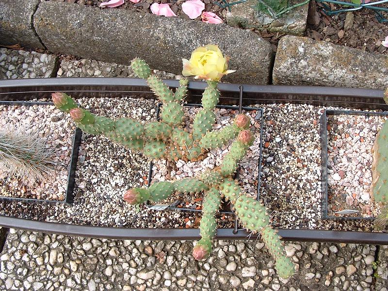 Opuntia fragilis_1.JPG